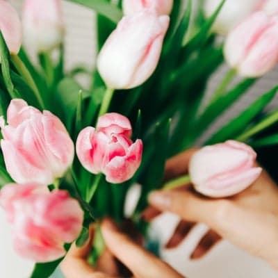a person arranging pink tulips